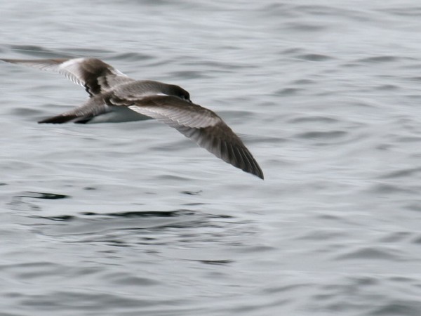 Buller's Shearwater